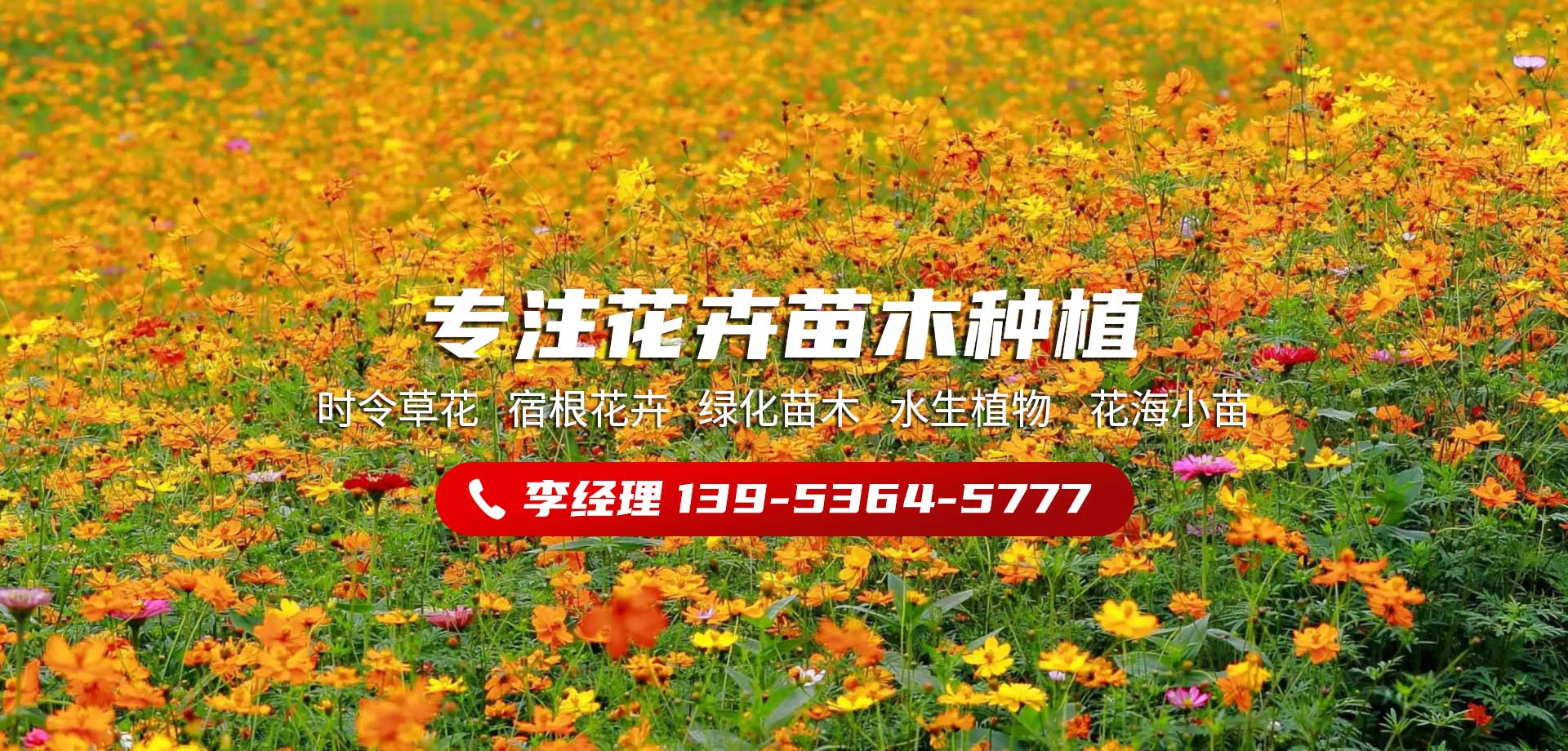 青州美騰花卉苗木有限公司